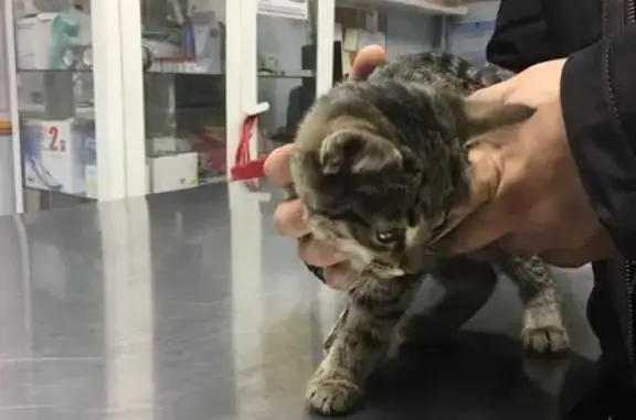 Найдена ухоженная кошка на ул. Войкова в Мытищах