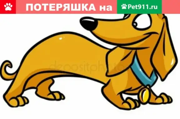 Пропала такса на Невском проспекте, ищем Сеню!