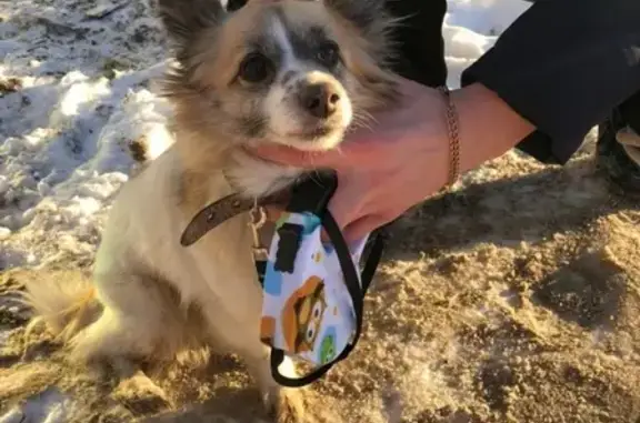 Найдена собака в Березовском