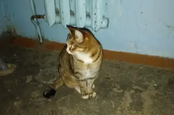 Найдена кошка на ул. Школьной, Ижевск.
