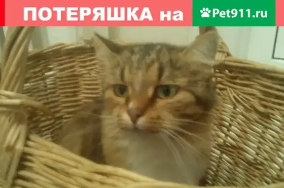 Пропала кошка на стоянке завода в Пскове, вознаграждение гарантировано