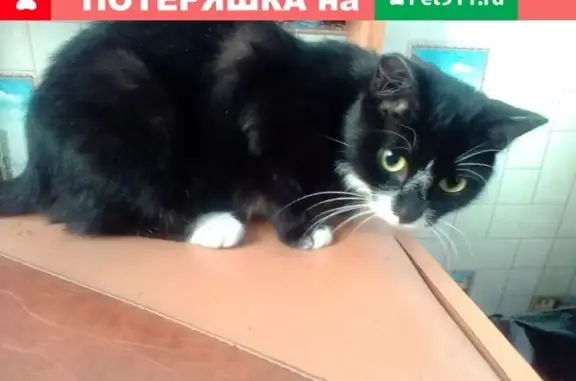 Пропала кошка в районе Ангарский, Кызыл