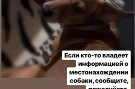 Пропала собака Чапа возле магазина «Визит» в Славянске-на-Кубани