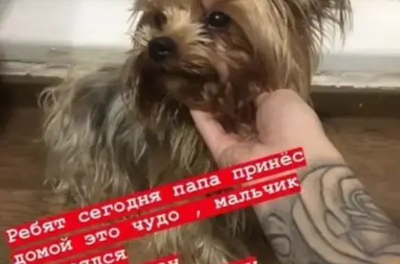 Найдена собака в Дзержинске 10.12.18
