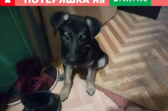 Найдена собака на Краснопутиловской улице, СПб
