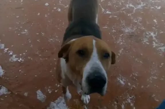 Найдена охотничья собака в селе Вареж Павловского района