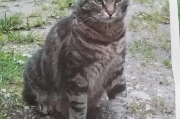 Пропал кот Барсик в районе 281 км Псковской трассы, Санкт-Петербург-Невель