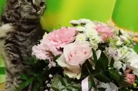 Найдена кошка в Орле на 60-летия Октября