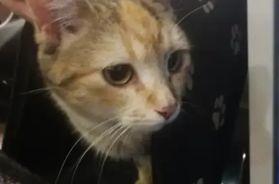 Найдена кошка на ул. Билибина в Калуге