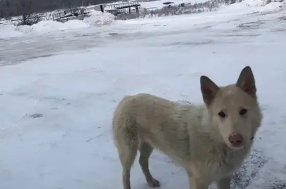 Пропала собака в районе Простоквашино, нужна передержка (Иркутская область)
