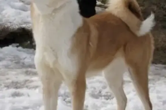 Найдена собака возле Витамин комбината в Краснодаре