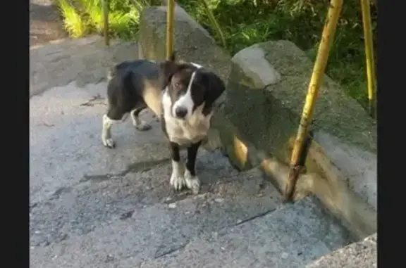 Найдена собака в Череповце - ищем передержку!
