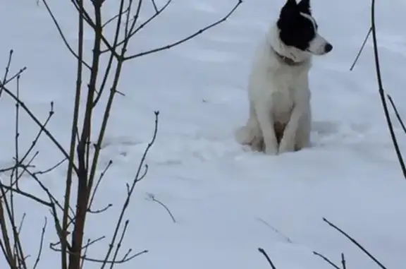 Найдена собака на остановке в Советском районе