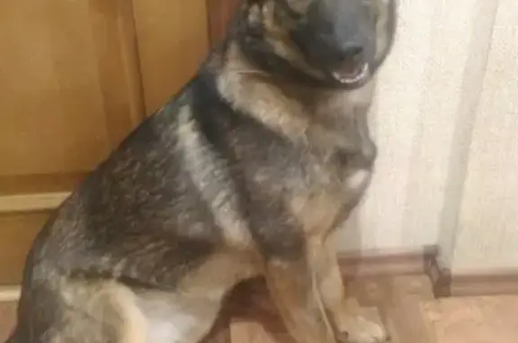 Пропала собака в Петрозаводске на Кукковке!