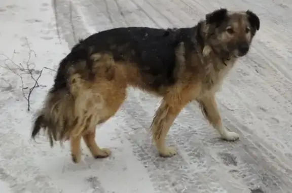 Найдена собака в Домодедово с ошейником