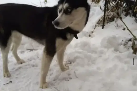 Найдена собака на улице Полынковская