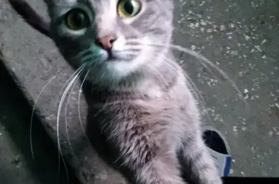 Найдена кошка, ищет дом: 70 лет ВЛКСМ 21, Оренбург