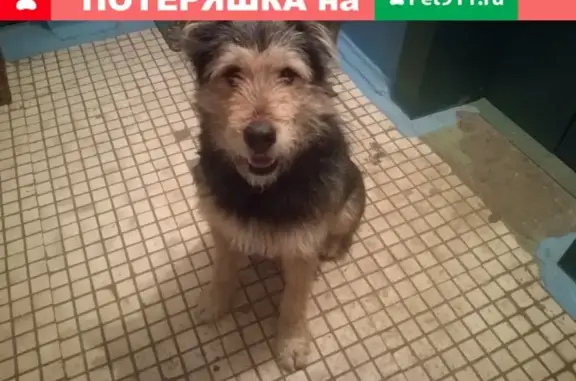 Найдена собака в Сергиевом Посаде, Россия