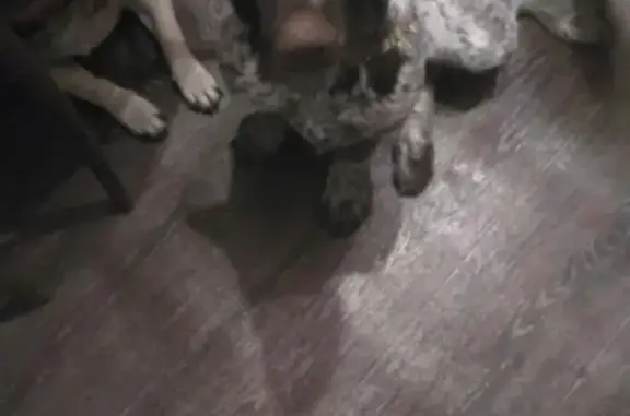 Найдена щенок дратхара в Муроме