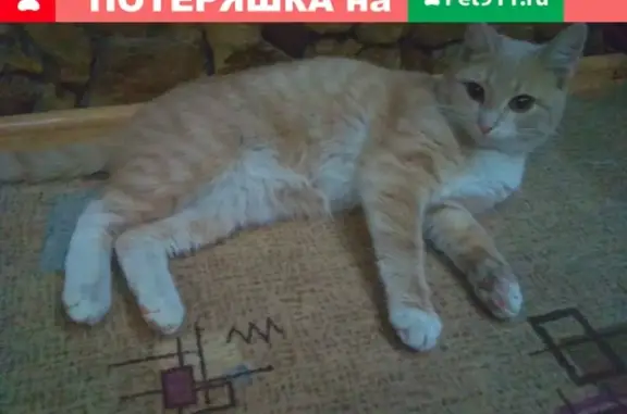 Найдена кошка в Сосногорске