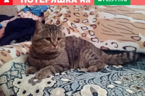 Найден кот на ул. Бердской в Томске