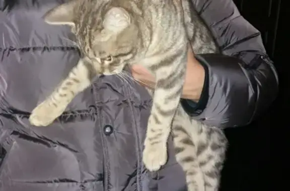 Найден кот в Магнитогорске, Советский переулок