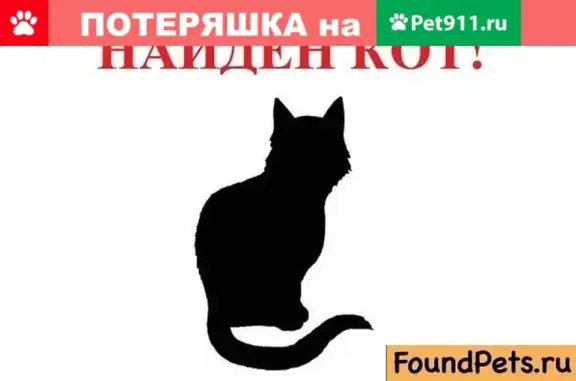 Найден белый кот на улице Горького