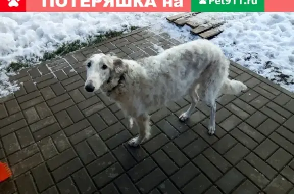 Собака найдена в Разумном 71 мкр, Белгород