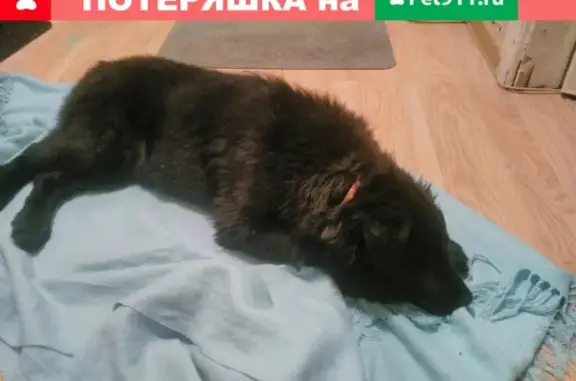 Найдена собака на Андропова 69 в Ступино