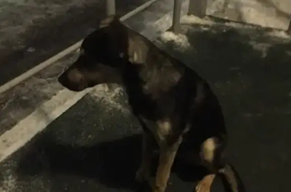 Найдена собака на ул. Московская, Волжский район