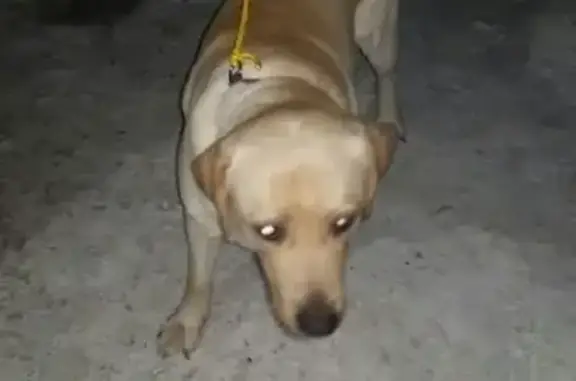 Найден пёс в Североморске 12 дек