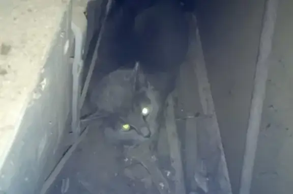 Найдена пушистая кошка на ул. Ленина 79