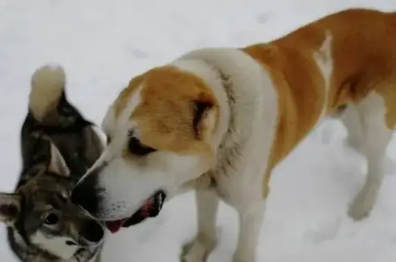 Найдена собака, ДНП Улыбка-1, фото: Найден кобель в Улыбке-4, Тульская область