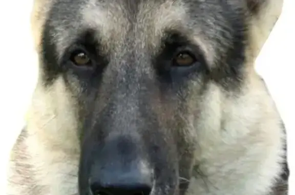 Пропала собака Овчарка в деревне Сярьги, Ленобласть