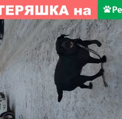 Найдена черная собака в Ульяновске