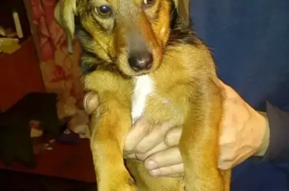 Найдена собака в Братском районе, ул. Горького
