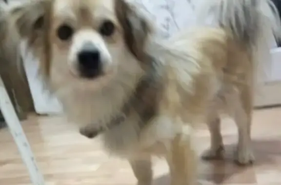 Пропала собака Фунтик в д.Кисловка, Томская область