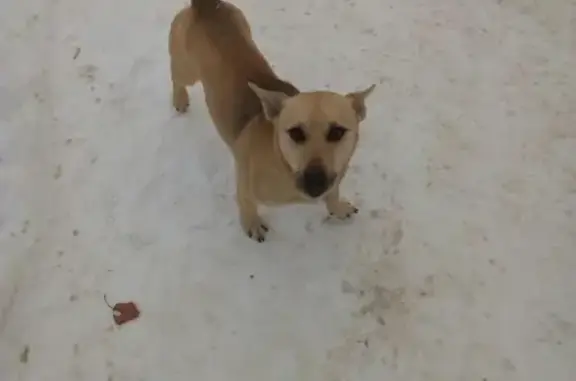 Собака ищет дом в Тольятти