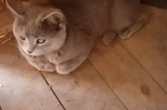 Пропала кошка Масяня в Алапаевске