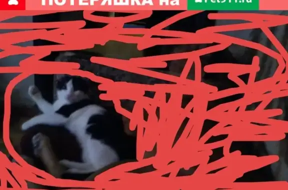 Кошки потеряшки, Ижевск, фото: Потеряшка кот Вася на 30 лет Победы