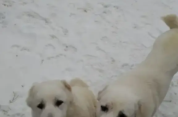 Найдены собаки в Нижнем Новгороде