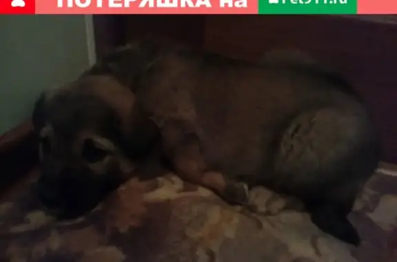 Найден щенок в Лихославле, Тверская область
