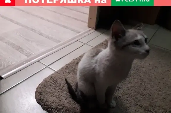 Котенок нуждается в передержке или хозяевах в Ачинске, Красноярский край