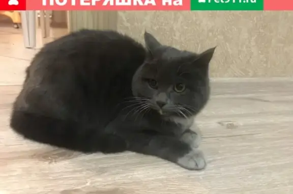 Найден домашний кот возле магазина на Смоленской, передержка в Чите