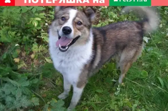 Пропал пес Арчи в Лесосибирске, помогите найти!