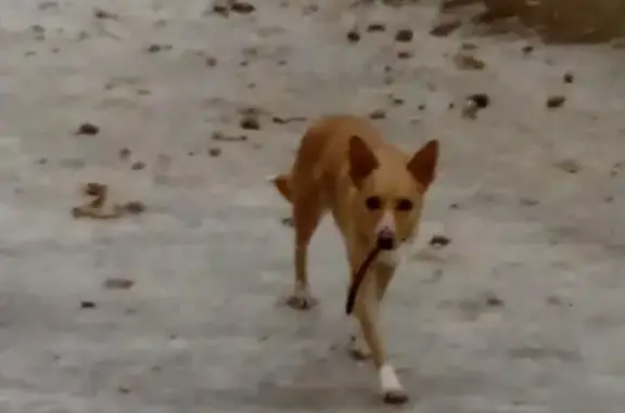 Потерянная собака на ул. Краснополянской, Волгоград