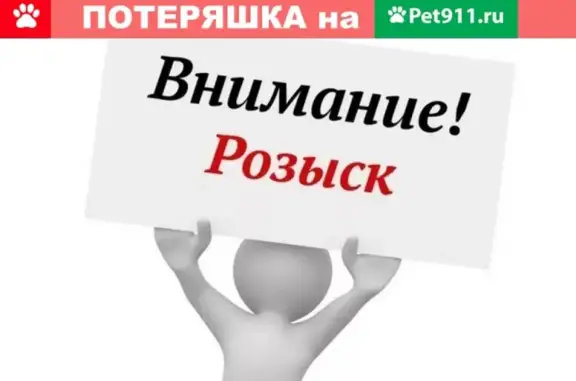 Пропал питбуль в районе Богданки, Чебоксары