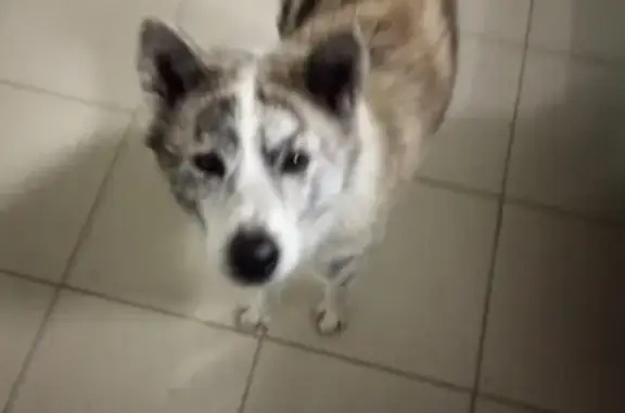 Пропала собака Акита Ину в Белгородской области