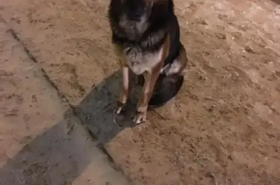 Найден пёс в Красноярске!