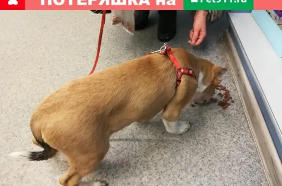 Найдена собака на улице Бабушкина 15